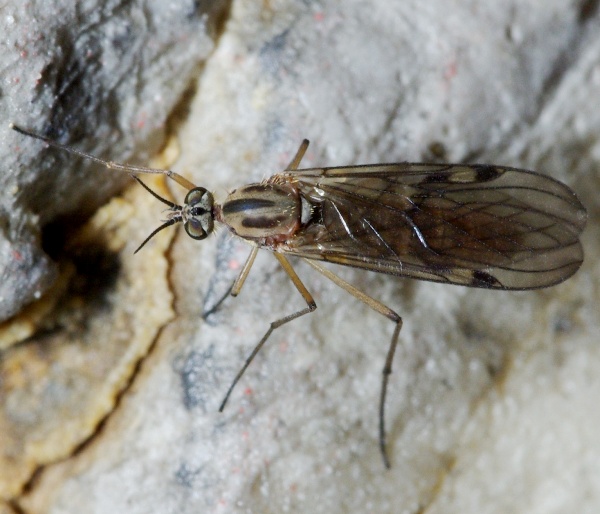 sylvicola_anisopus_fuscatus_female_a2653_pe2091.jpg