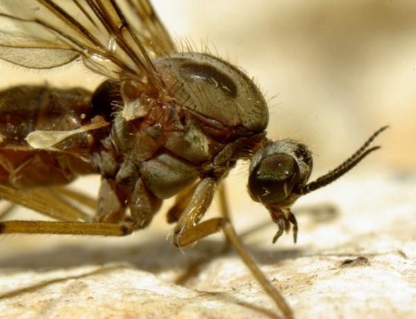 sylvicola_anisopus_fuscatus_female_a2653_pe2239.jpg