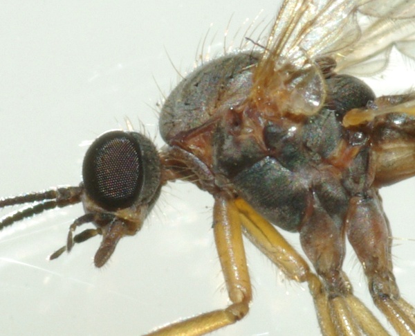 sylvicola_sylvicola_cinctus_male_a2000_pd2927.jpg