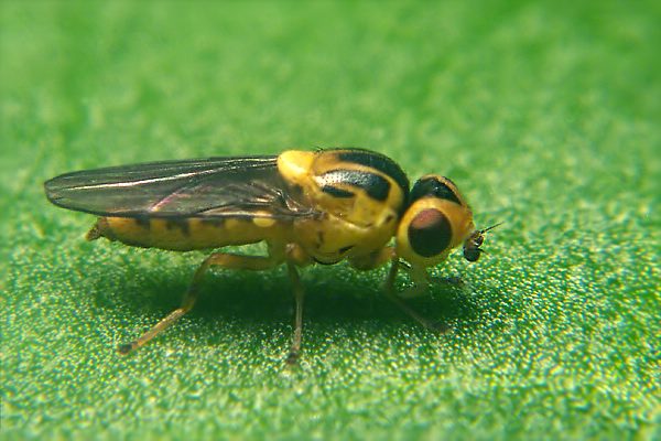 1419-dip-chloropidae-thaumatomyia-notata-winkeltal-200706.jpg