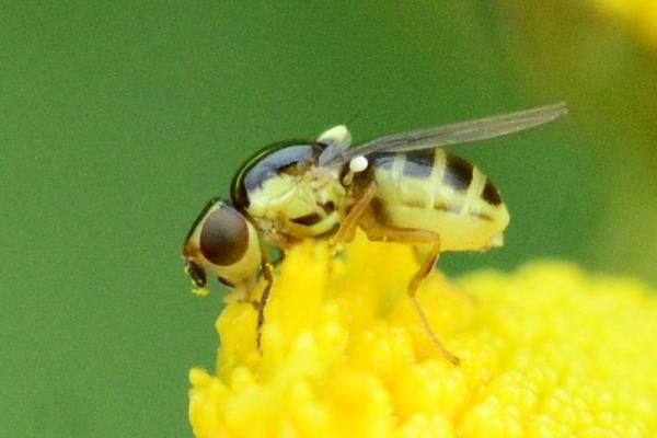 2014-09-05-halmfliege02-chloropidae-horuphav-asc2560.jpg