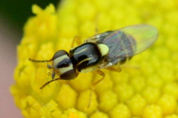 2014-09-05-halmfliege02-chloropidae-horuphav-asc2563.jpg