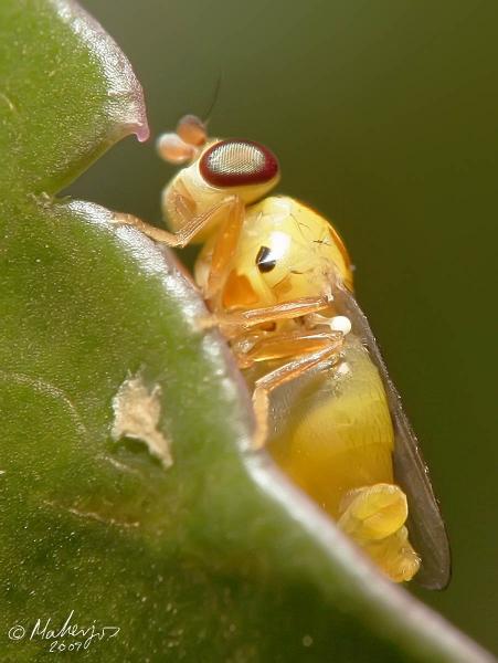 chloropidae_web_1200.jpg