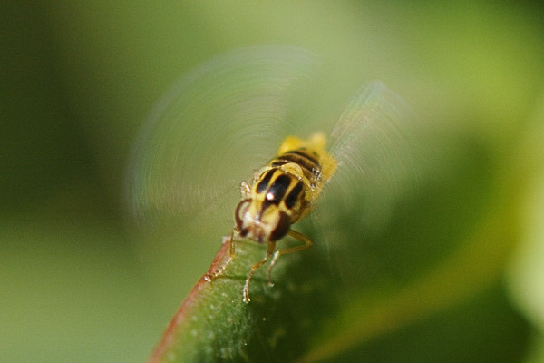 chloropidwingfanning.jpg