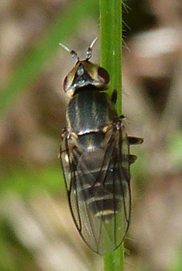 chlorops_strigulus_belgium_09052013_1.jpg