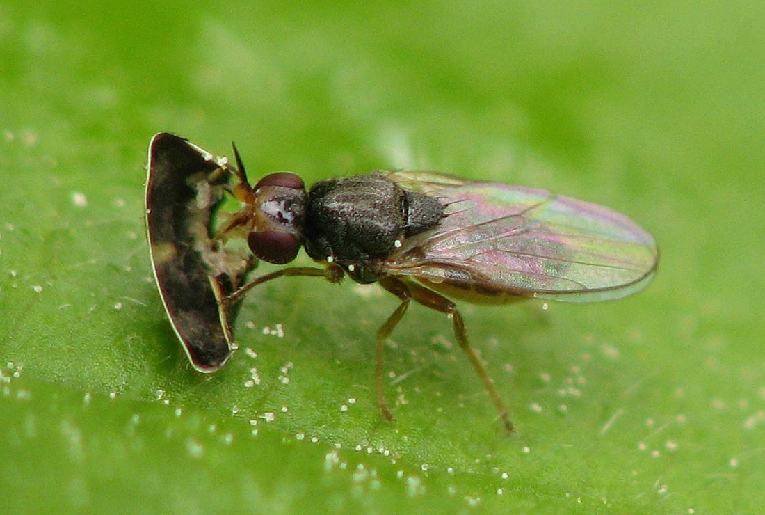 Chloropidae: Elachiptera tuberculifera (female) (2)