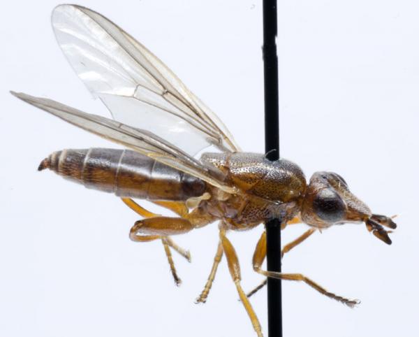 platycephala_planifrons.jpg