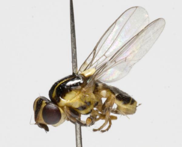 thaumatomyia_glabra_jf08-1210.jpg