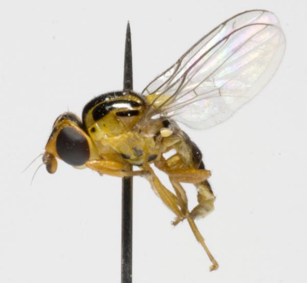 thaumatomyia_rufa_jf09-0683.jpg