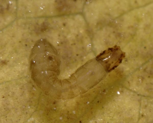 simulium_larva_pf8206.jpg