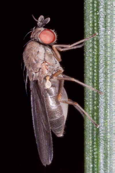 campichoeta_obscuripennis_female.jpg