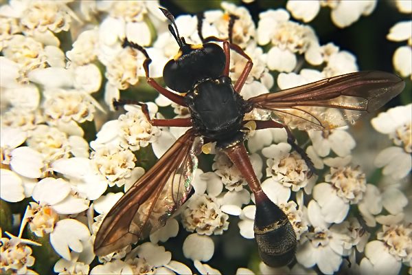 0772-dip-conopidae-physocephala-rufipes-tassenbach-310803.jpg