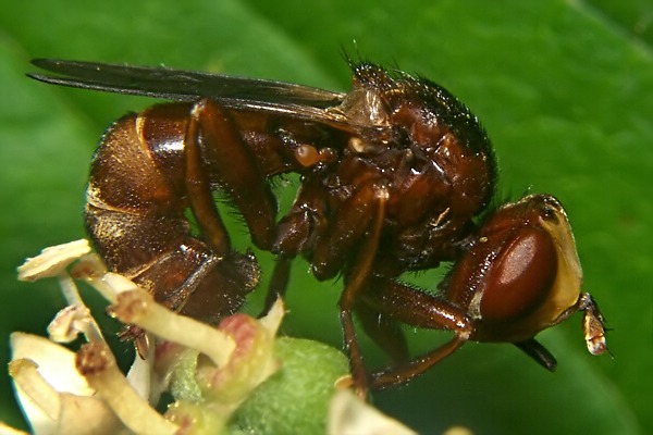 6275-6270-dip-conopidae-sicus-male-ferrugineus-barkhorst-300604.jpg