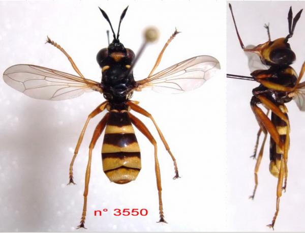 conops-ceriaeformis-male.gif