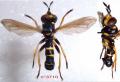 conops-flavipes-female_t1.gif