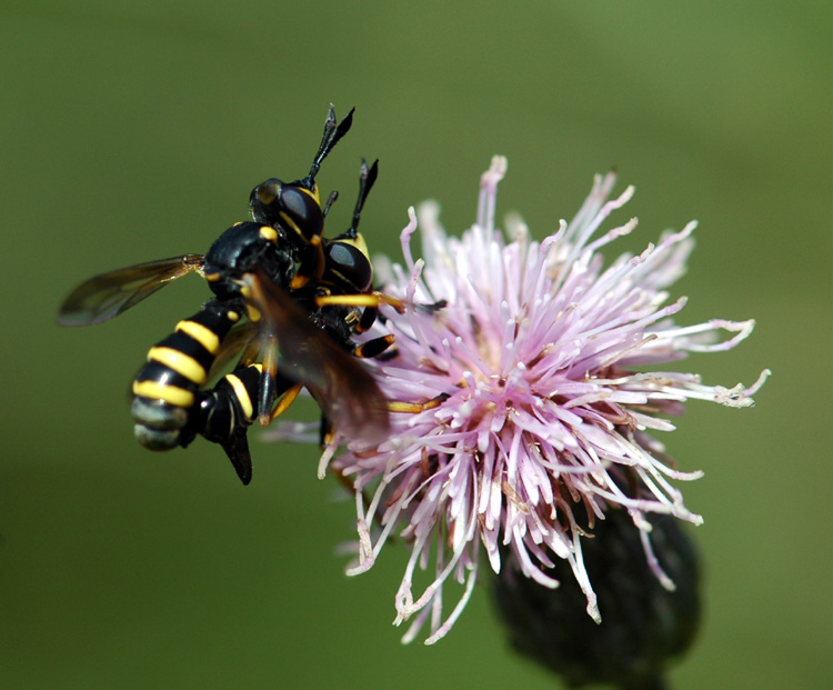 Conopidae: Conops flavipes (copula) (1)