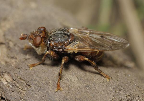 myopatestacea.jpg