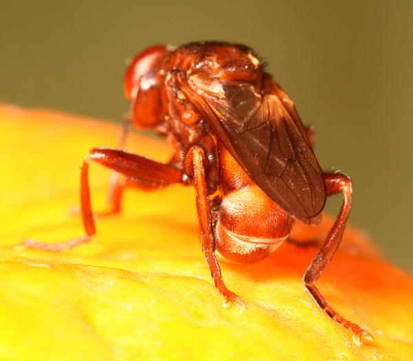 sicusferrugineus4.jpg