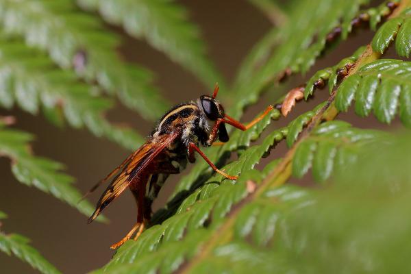 img_5816pelecorhynchus_distinctus.jpg