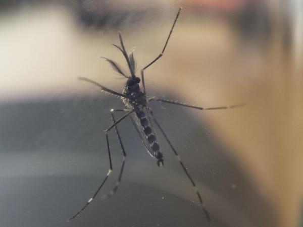 20150909_143619_aedes_21808_m.jpg