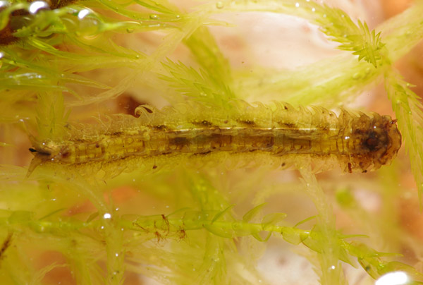 triogma_trisulcata_larva_pl8897.jpg