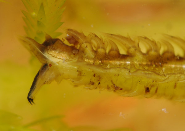 triogma_trisulcata_larva_pl8902.jpg