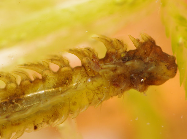 triogma_trisulcata_larva_pl8903.jpg