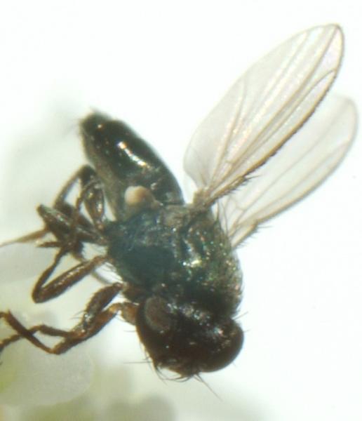 meoneura_sp.jpg