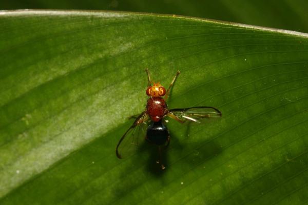 beebeomyia_mg_9142.jpg