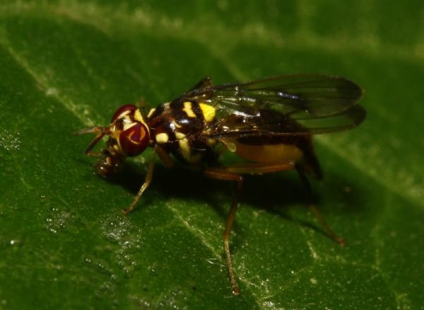 poecilomyia_longicornis_mg_8999.jpg