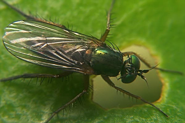 1647-1648-dip-dolichopodidae-dolichopus-ungulatus-female-innervillgraten-220706.jpg