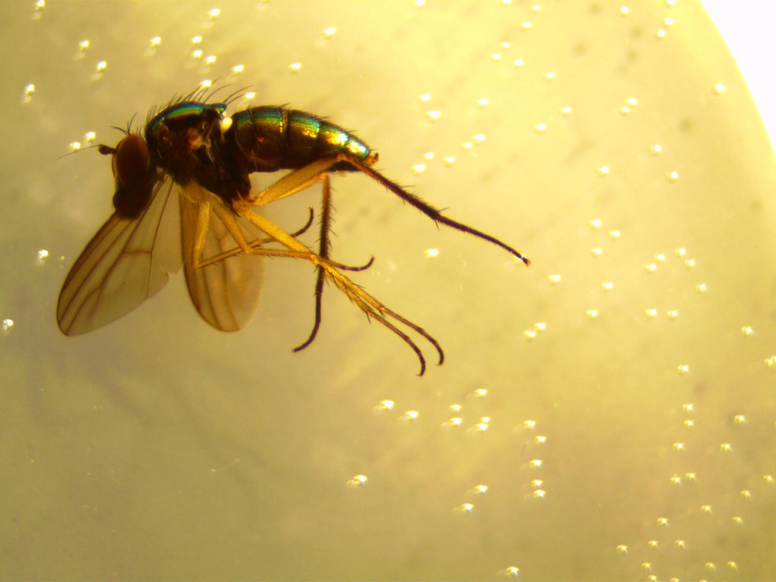 Dolichopodidae (inc. former Microphoridae): Nematoproctus distendens (female) (1)