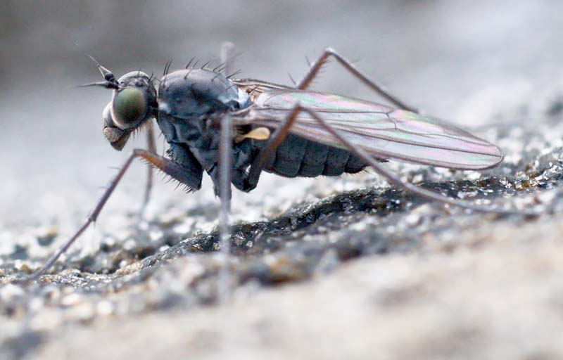 Dolichopodidae (inc. former Microphoridae): Aphrosylus cf. celtiber (female) (1)