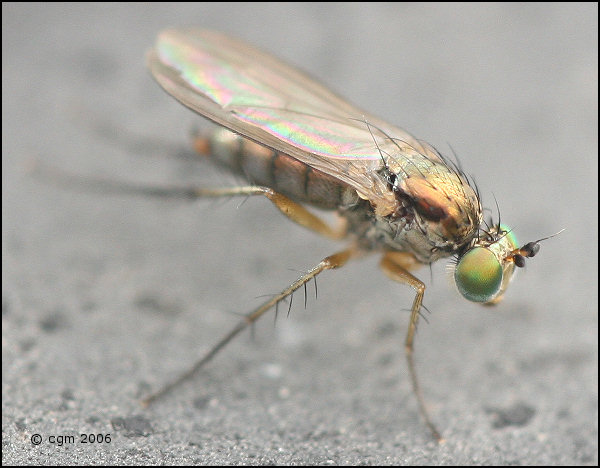 dolichopus_simplex_20060819_sweden_1a.jpg