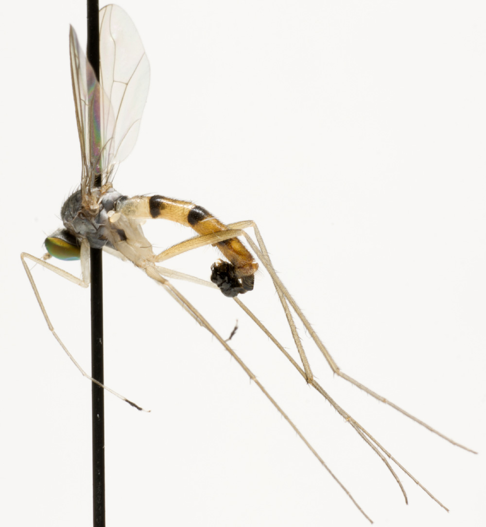 Dolichopodidae (inc. former Microphoridae): Neurigona quadrifasciata (male) (1)