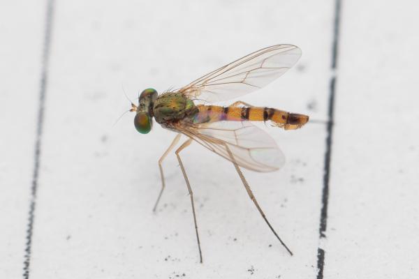 sciapus12-mincom.jpg