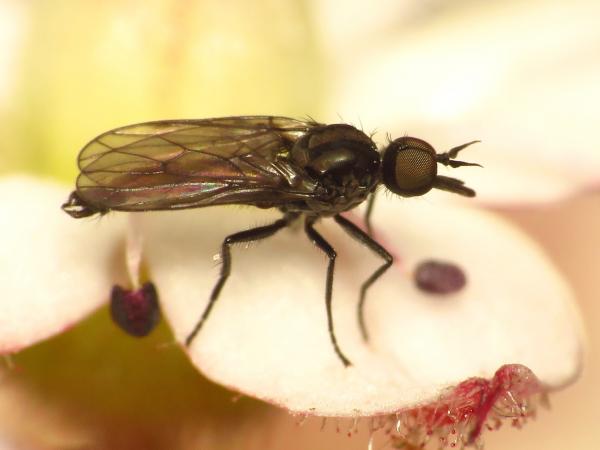 Click to view full image paraiteaphila1.jpg