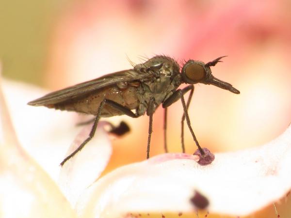 Click to view full image paraiteaphila2.jpg