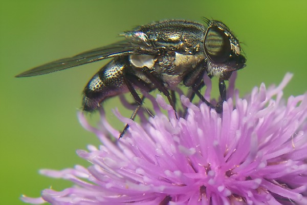 1228-1226-dip-calliphoridae-stomorhina-lunata-female-tassenbach-020903kb.jpg