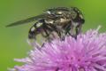 1228-1226-dip-calliphoridae-stomorhina-lunata-female-tassenbach-020903kb_t1.jpg