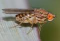 drosophila_busckii_fuera_charca_t1.jpg