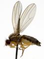 drosophila_funebris_f_jf09-0798_t1.jpg