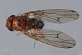 drosophila_immigrans_2-5_t1.jpg