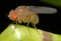 drosophila_immigrans_t1.jpg