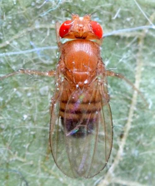 drosophila_melanogaster.jpg