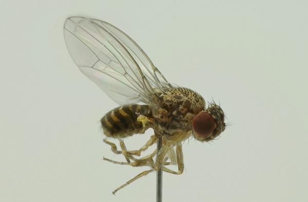 drosophila.jpg