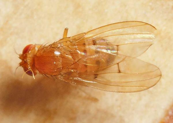 drosophila_transversa.jpg