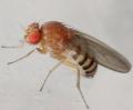 hirtodrosophila_confusa_t1.jpg