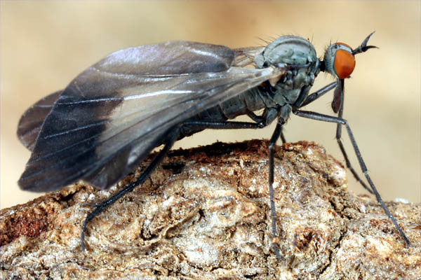 1873-1856-dip-empididae-rhamphomyia-marginata-grouf-100409.jpg