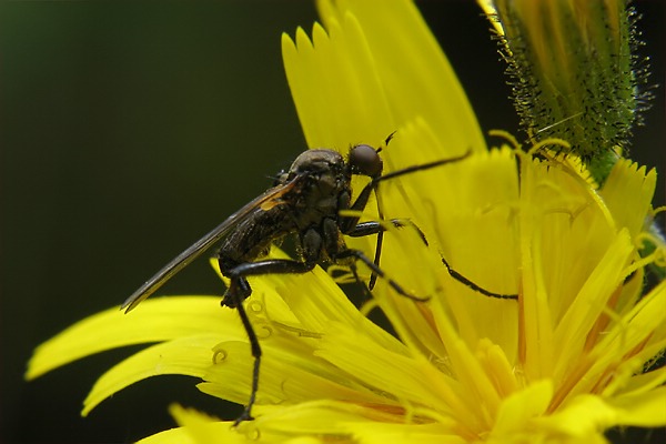 1893-dip-empididae-empis-bistortae-langtaufertal-270706.jpg